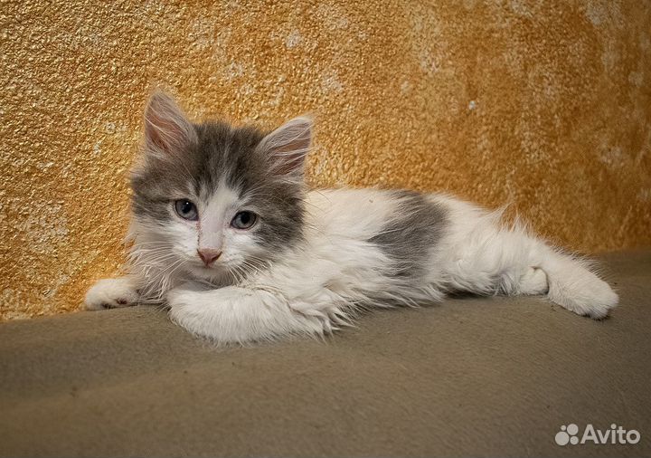 Котята в хорошие руки