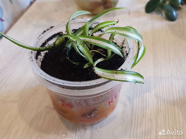 Комнатные растения бесплатно