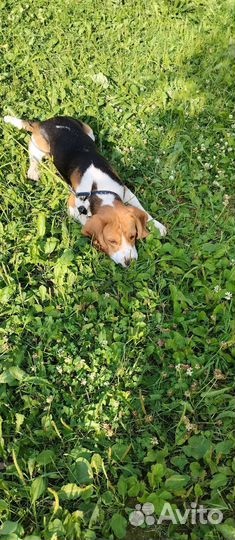 Ищем Невесту )вязка Бигль