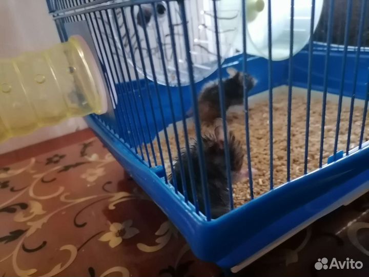 Сирийский хомяки