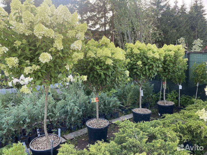 Гортензия на штамбе