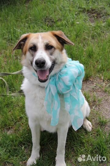 Собака в добрые руки отдам бесплатно