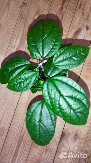 Комнатное. Клеродендрум (