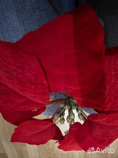 Искусственные цветы пуантессии