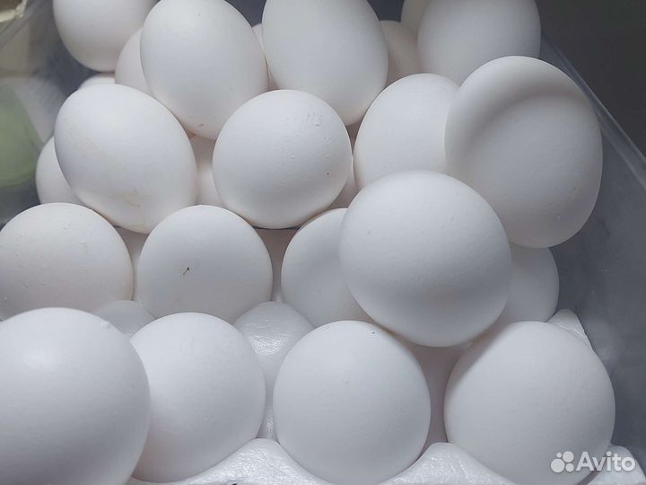 Яйцо домашнее