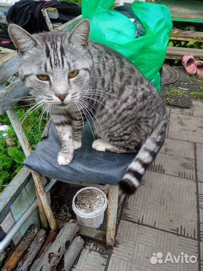 Котик из сада