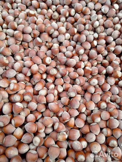 Орех- фундука