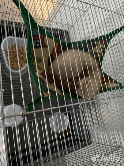 Хорек с клеткой