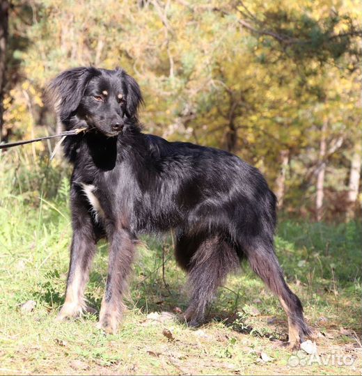 Собака Сказка