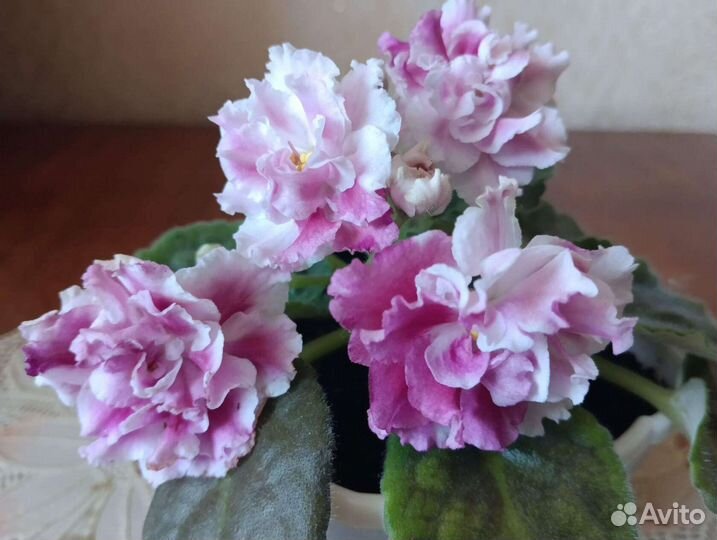 Молодая фиалка сорт- Морозная вишня