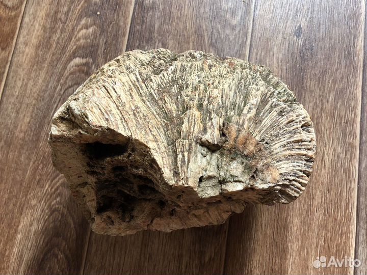 Камень с окаменелостями