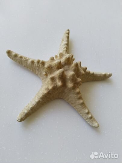 Морская звезда 14 см