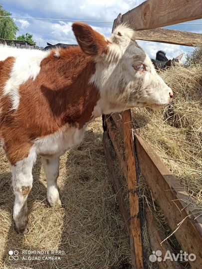 Корова, корова с теленком, телка, бычек