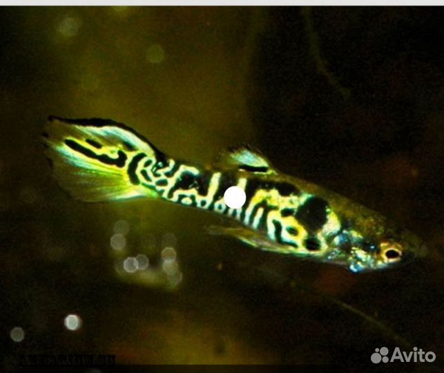 Гуппи эндлера