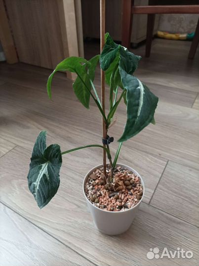 Сингониум вендланда