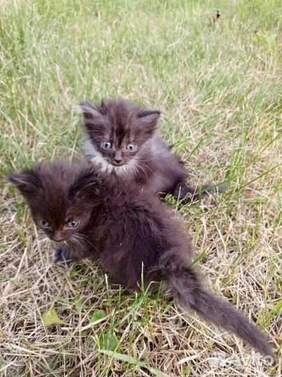 Кошки в добрые руки бесплатно