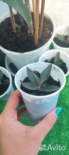 Каланхоэ лечебное