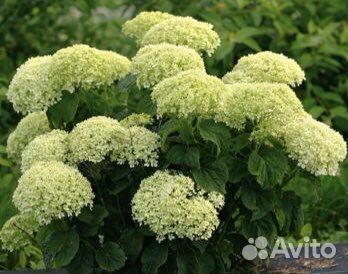 Гортензия древовидная