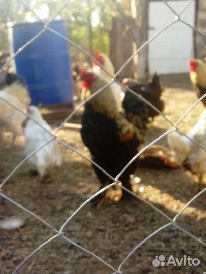 Куры брама петушки