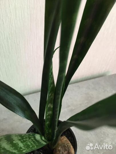 Сансевиерия