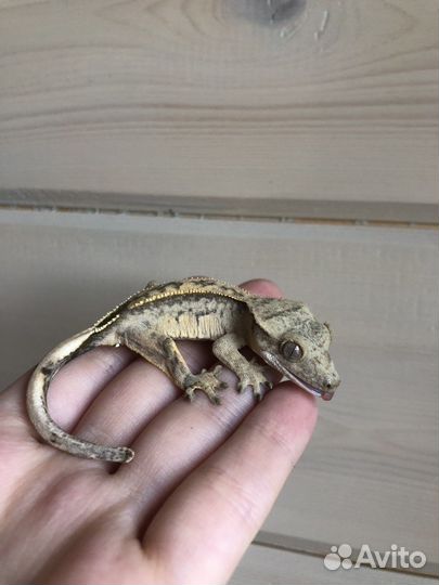 Реснитчатый бананоед