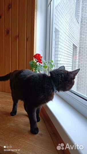 Кастрированный кот в добрые руки бесплатно