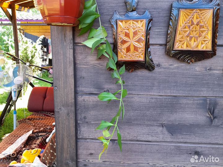 Эсхинантус жар птица