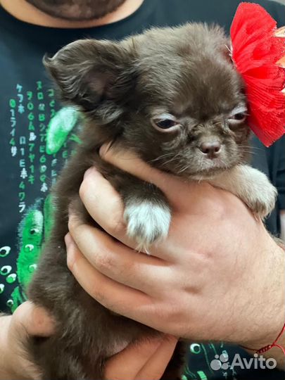 Щенки чихуахуа мини девочки