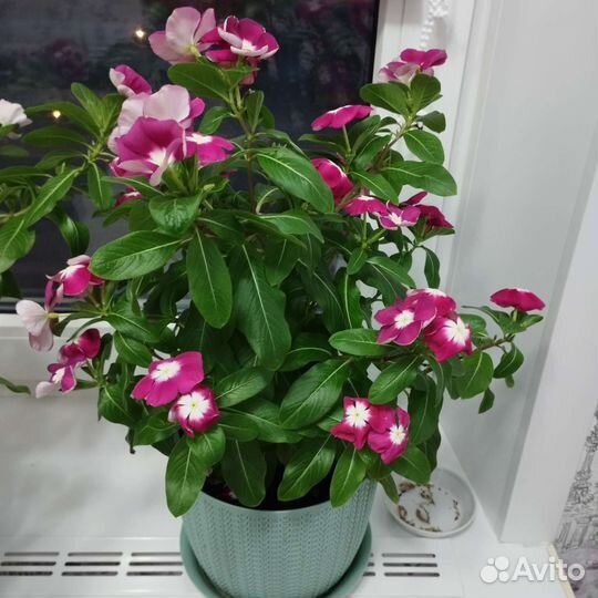 Катарантус