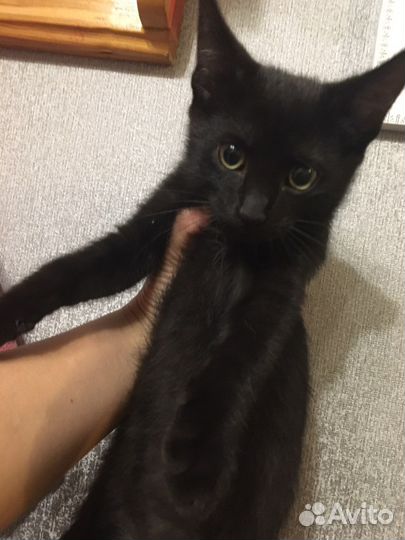 Черный котенок