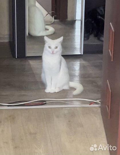 Белая кошка