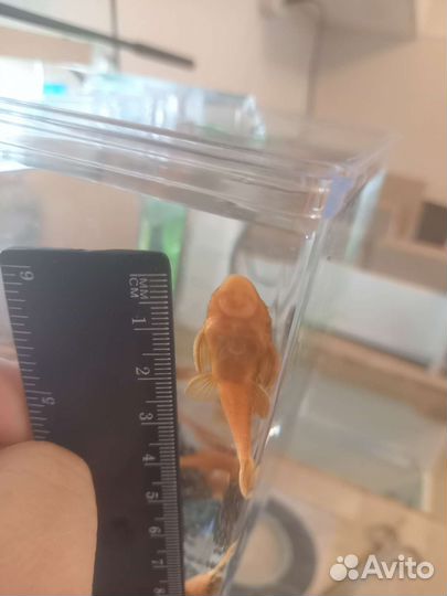 Анциструс (подростки)