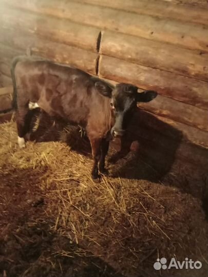 Теленок (телка) 7 месячная