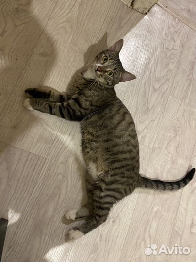 Котик Сема отказник