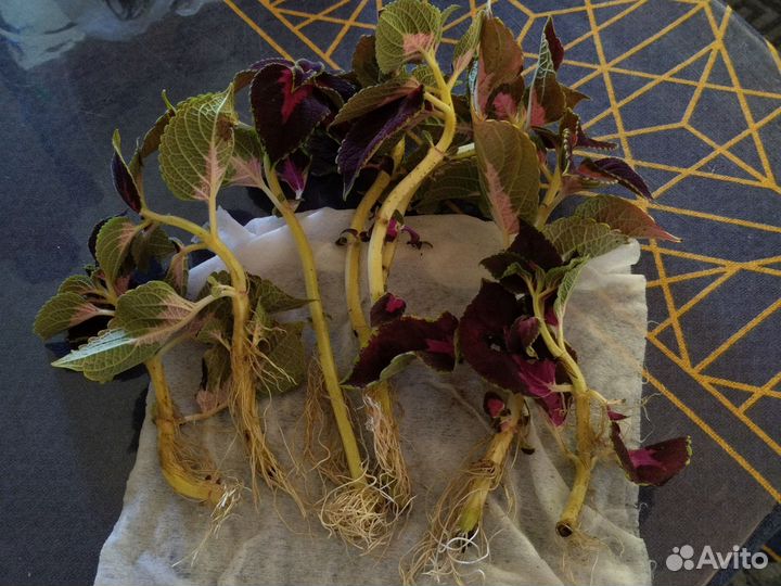 Колеус,черенки