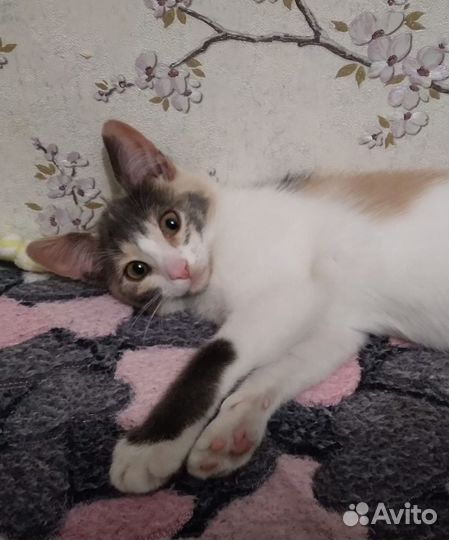 Котята