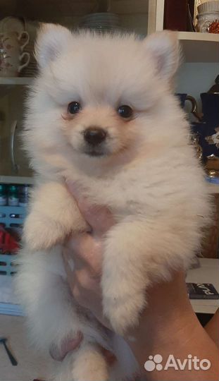 Щенки шпица в добрые руки