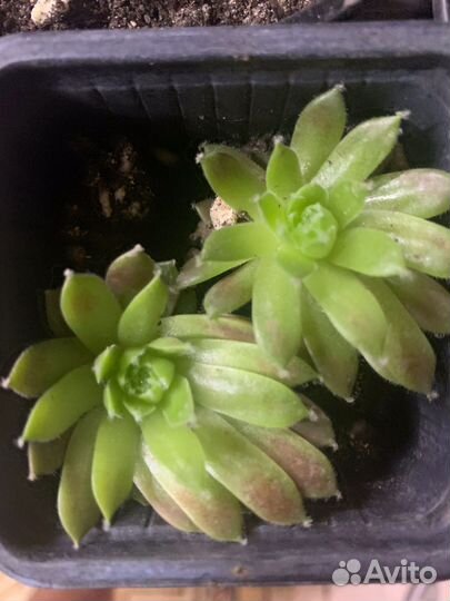 Каменная роза