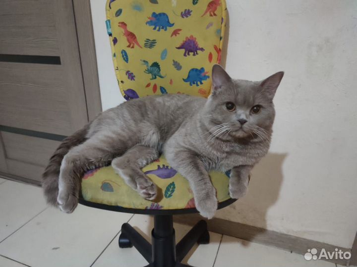 Кот вязка