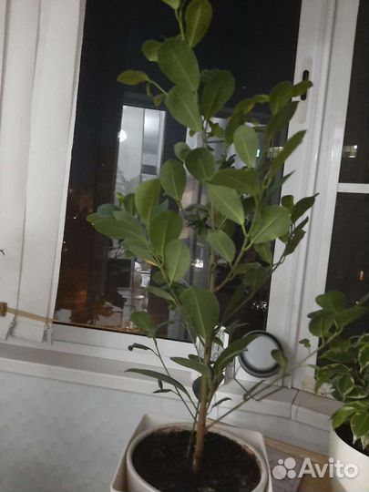 Фикус мокламе