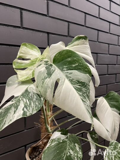 Монстера альба
