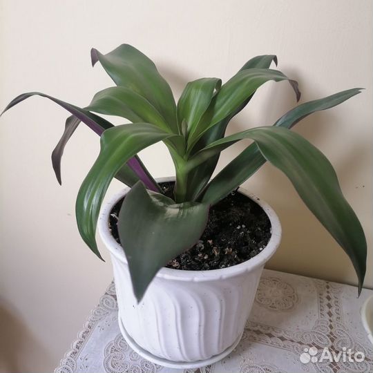 Комнатные цветы