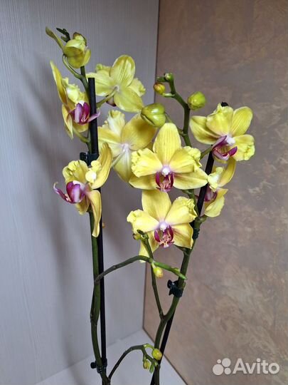 Орхидея фаленопсис бантик 2 цв