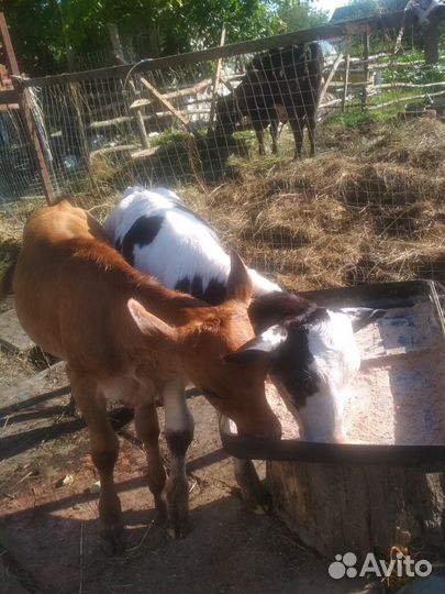 Продаются телята (тёлочки), три, четыре месяца