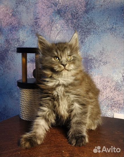 Котик мейн-кун