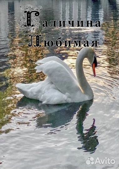 Галичина Любимая