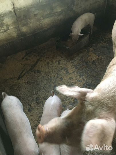 Поросята ландрас