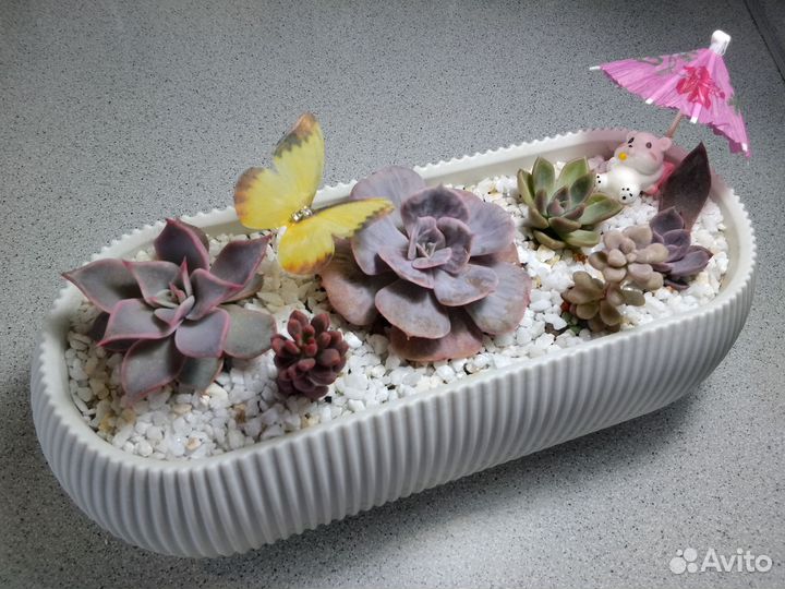 Суккуленты в подарок #1