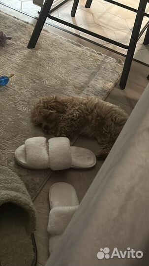 Мальтипу микро f1 N1 Russian Federation