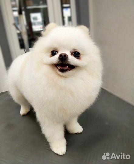 Груминг стрижка собак